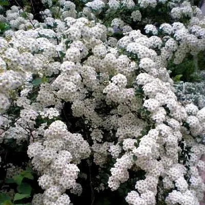 Спирея ВАНГУТТА в Курске