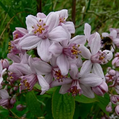 Дейция МОУНТ РОУЗ  Дейция МОУНТ РОУЗ в Курске