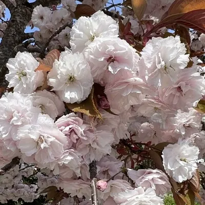 Сакура ШИРОФУГЕН  Сакура ШИРОФУГЕН в Курске