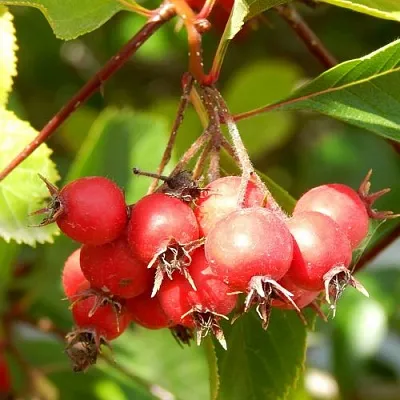 Боярышник ШАМИЛЬ  Боярышник ШАМИЛЬ в Курске