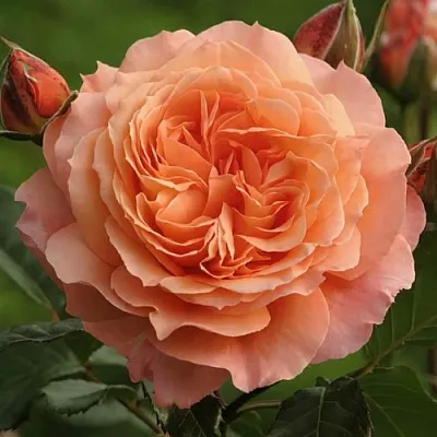 Саженцы роз БЕЛЬВЕДЕР шраб  Саженцы роз БЕЛЬВЕДЕР шраб в Курске