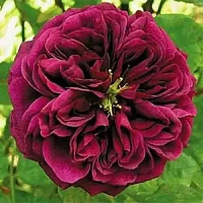 Саженцы роз ЗЕ ПРИНЦ английская  Саженцы роз ЗЕ ПРИНЦ английская в Курске