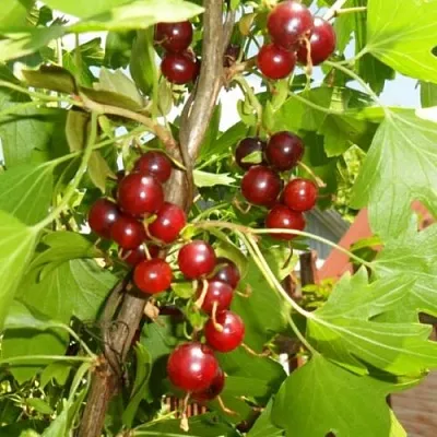 Смородина золотистая ВИШНЕВАЯ  Смородина золотистая ВИШНЕВАЯ в Курске