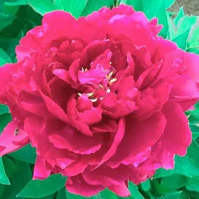 Пион ОСТРОВНОЙ МИНИСТР древовидный  Пион ОСТРОВНОЙ МИНИСТР древовидный в Курске