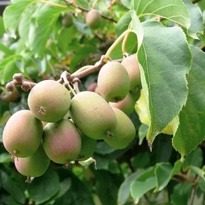 Актинидия ЛЮСИ аргута  в Курске