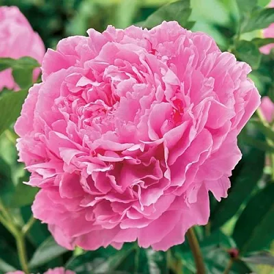 Пион МИСС ЭКХАРТ травянистый  Пион МИСС ЭКХАРТ травянистый в Курске