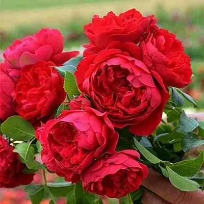 Саженцы роз ФЛОРЕНТИНА плетистая  Саженцы роз ФЛОРЕНТИНА плетистая в Курске