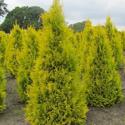 Туя САНКИСТ западная  Туя САНКИСТ западная в Курске