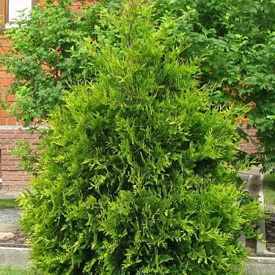 Туя АНЯ (АНИЕ) западная  Туя АНЯ (АНИЕ) западная в Курске