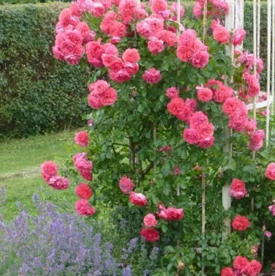 Саженцы роз РОЗЕУМ ЮТЕРСОН плетистая — описание сорта Саженцы роз РОЗЕУМ ЮТЕРСОН плетистая в Курске