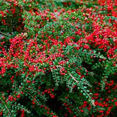 Кизильник горизонтальный  Кизильник горизонтальный в Курске