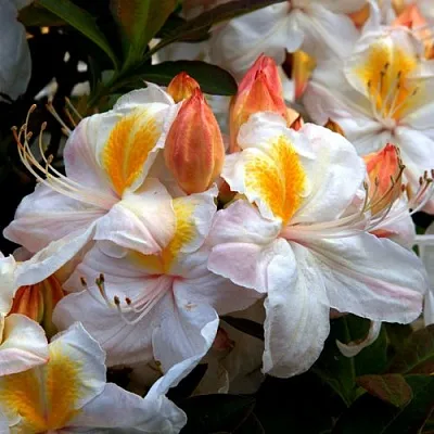 Азалия СИЛЬВЕР СЛИППЕР листопадная  Азалия СИЛЬВЕР СЛИППЕР листопадная в Курске