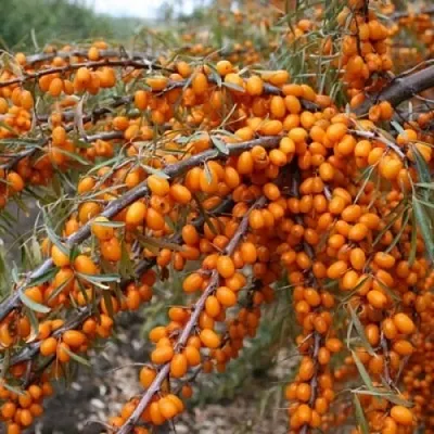 Облепиха ПЕРЧИК  Облепиха ПЕРЧИК в Курске