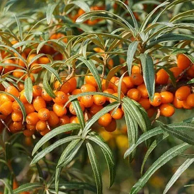 Облепиха РОСИНКА  Облепиха РОСИНКА в Курске