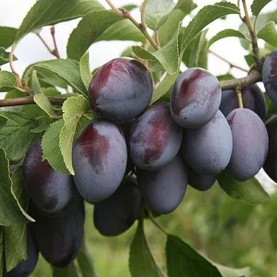 Слива РЕНКЛОД  Слива РЕНКЛОД в Курске