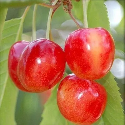 Черешня МЕДУНИЦА  Черешня МЕДУНИЦА в Курске