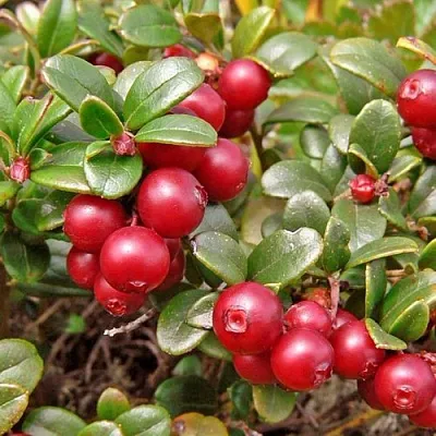 Брусника садовая АМЕРЛАНД  Брусника садовая АМЕРЛАНД в Курске