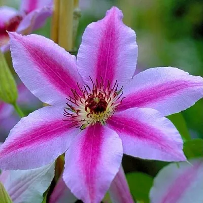 Клематис НЕЛЛИ МОЗЕР  Клематис НЕЛЛИ МОЗЕР в Курске