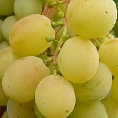 Виноград ТАЛИСМАН  Виноград ТАЛИСМАН в Курске