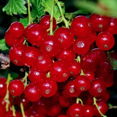 Смородина красная СЕРПАНТИН в Курске