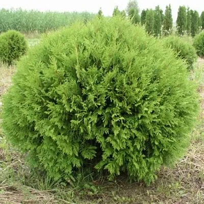Туя ГЛОБОЗА западная  Туя ГЛОБОЗА западная в Курске