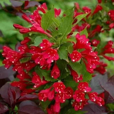 Вейгела РЕД ПРИНЦ  Вейгела РЕД ПРИНЦ в Курске