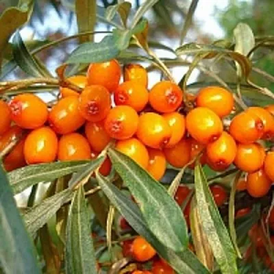 Облепиха БОТАНИЧЕСКАЯ  Облепиха БОТАНИЧЕСКАЯ в Курске