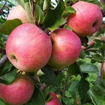 Яблоня ТЕРЕМОК  Яблоня ТЕРЕМОК в Курске