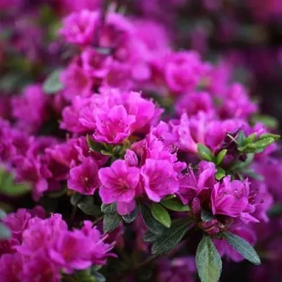 Азалия ГЕЙША ПЕРПЛ японская  Азалия ГЕЙША ПЕРПЛ японская в Курске