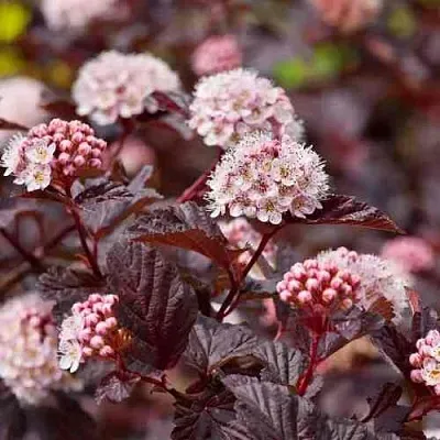 Пузыреплодник АНДРЕ   Пузыреплодник АНДРЕ  в Курске