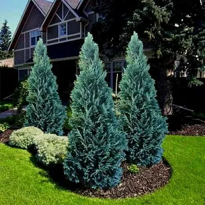 Кипарисовик ВАН ПЕЛЬТС БЛЮ лавсона  Кипарисовик ВАН ПЕЛЬТС БЛЮ лавсона в Курске