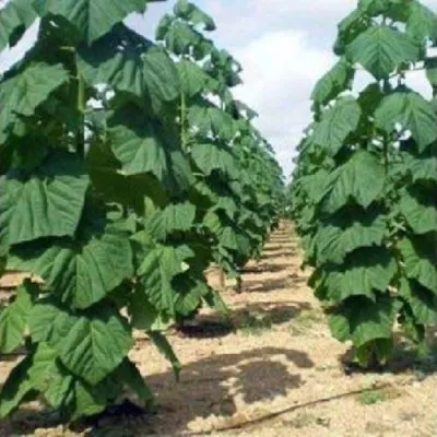 Павлония ПАО ТОГН Z07 в Курске