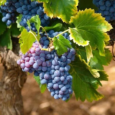 Виноград ЗИЛГА  Виноград ЗИЛГА в Курске