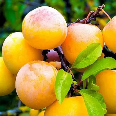 Слива МИНСКАЯ  Слива МИНСКАЯ в Курске