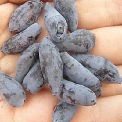 Жимолость съедобная ЧУЛЫМСКАЯ в Курске