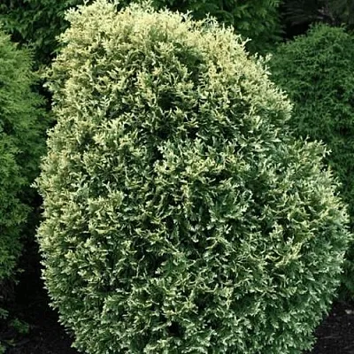 Туя ЛИТОМИШИЛ западная  Туя ЛИТОМИШИЛ западная в Курске