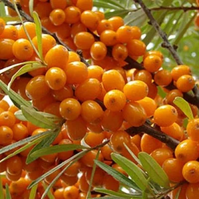 Облепиха ВИТАМИННАЯ  Облепиха ВИТАМИННАЯ в Курске