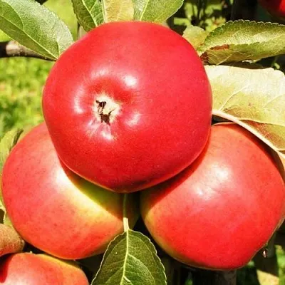 Яблоня СЯБРЫНА  Яблоня СЯБРЫНА в Курске