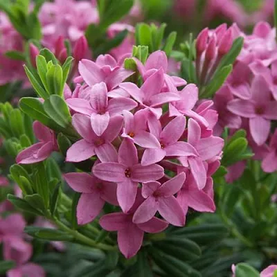 Волчеягодник КОЛЛИНА ГАРАЛЕНС  Волчеягодник КОЛЛИНА ГАРАЛЕНС в Курске