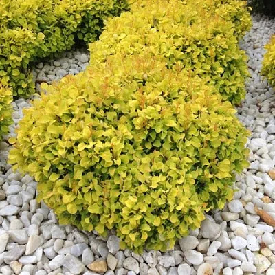 Барбарис БОНАНЗА ГОЛД тунберга в Курске