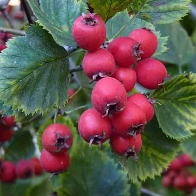 Боярышник АРНОЛЬДА  Боярышник АРНОЛЬДА в Курске