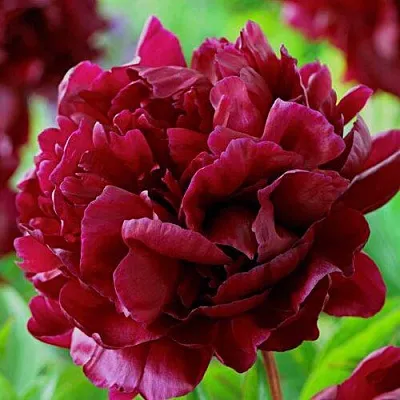 Пион АРМАНИ травянистый  Пион АРМАНИ травянистый в Курске