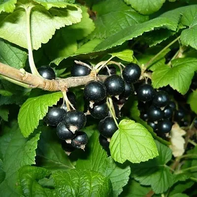 Саженцы смородины черной Багира Саженцы смородины черной Багира