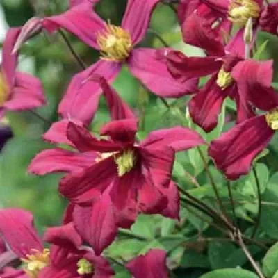 Клематис СТРОУБЕРРИ ФИЛДС  Клематис СТРОУБЕРРИ ФИЛДС в Курске