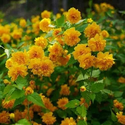 Керрия японская ПЛЕНИФЛОРА  Керрия японская ПЛЕНИФЛОРА в Курске