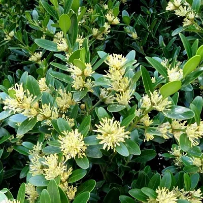 Самшит  Самшит в Курске