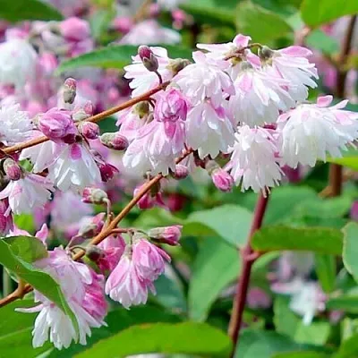 Дейция  Дейция в Курске