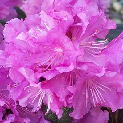 Рододендрон П.Ж.М. ЭЛИТ  Рододендрон П.Ж.М. ЭЛИТ в Курске