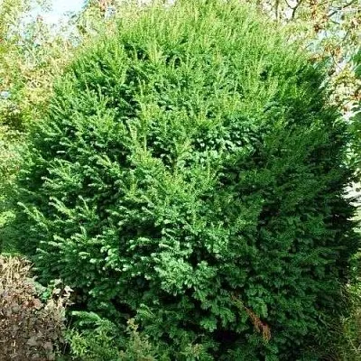 Тис РЕПАНДЕНС ягодный в Курске