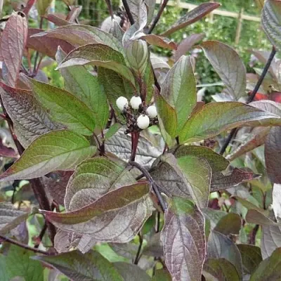 Дерен КЕССЕЛЬРИНГИ  Дерен КЕССЕЛЬРИНГИ в Курске